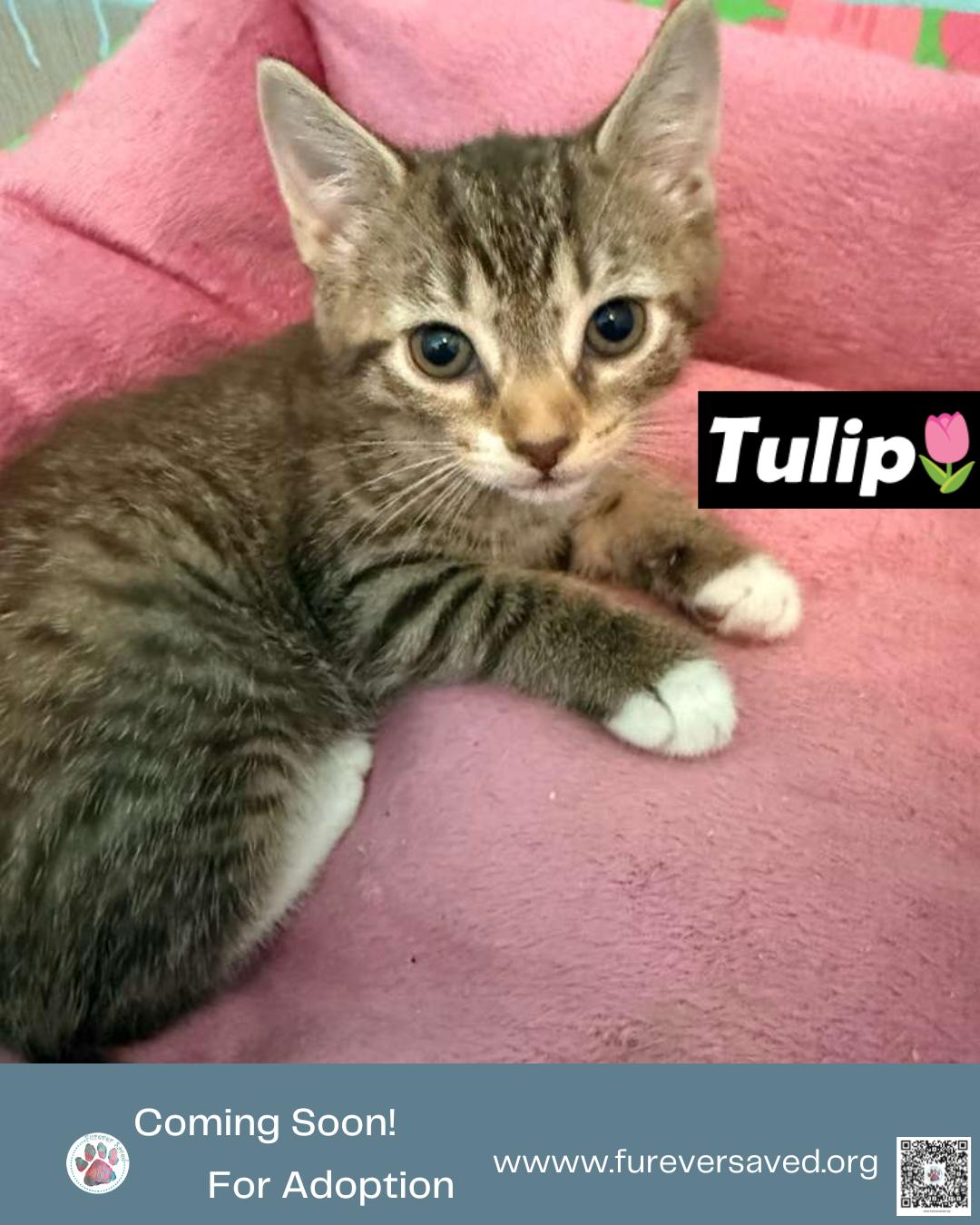 Meet our foster babies - Rose, Tulip, Daisy, and Lilly, a ADOPTABLE Domestic Short Hair in Miami, FL image 4/5