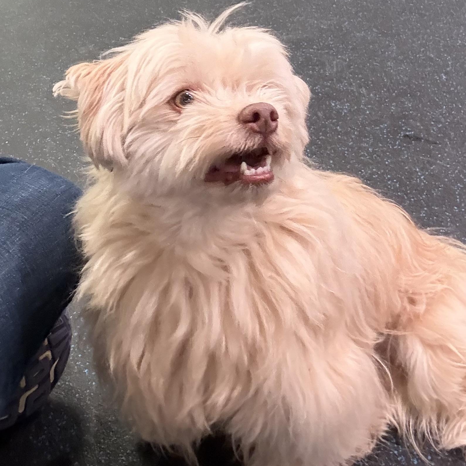 Buddy, an adopted Havanese in Watertown, WI image 4/6