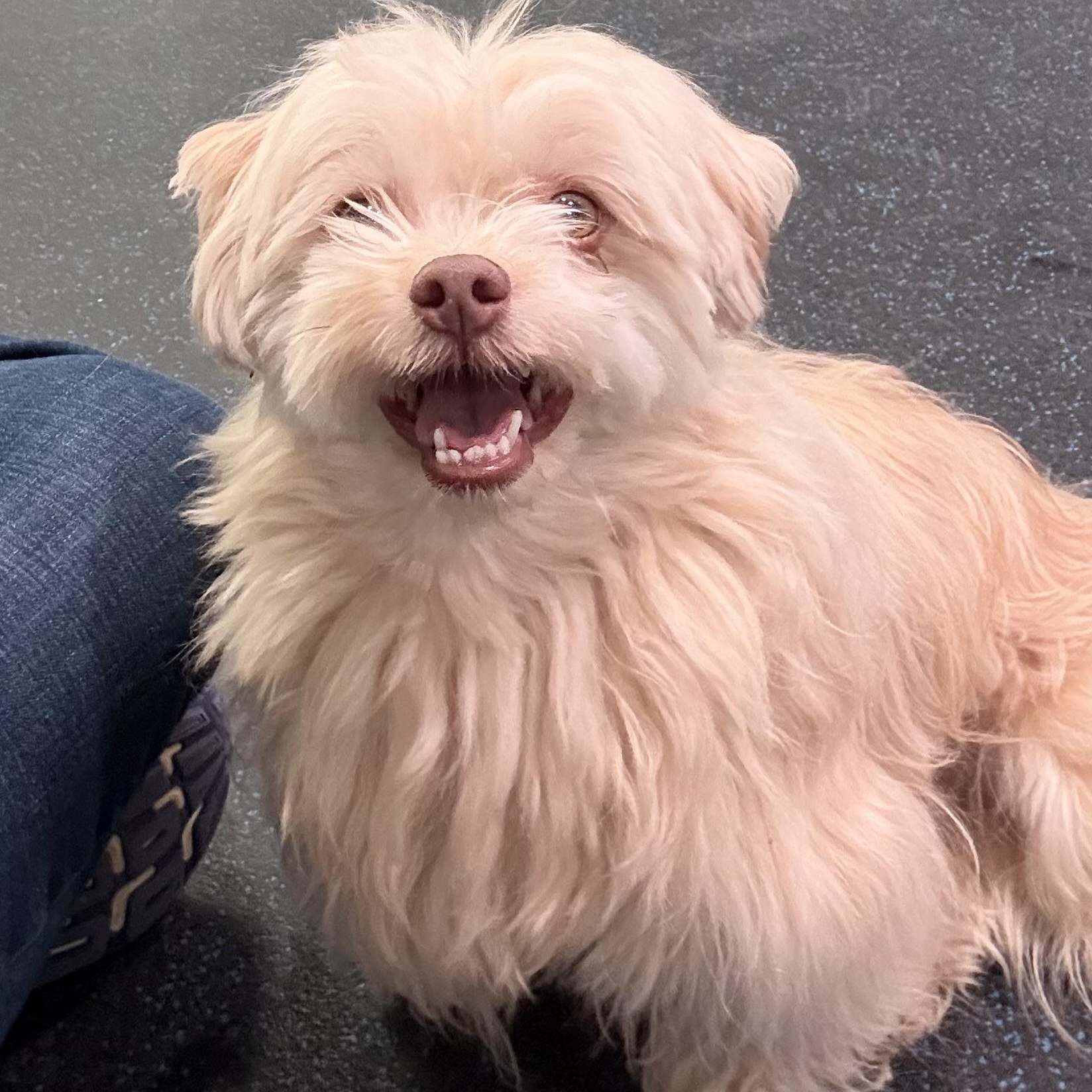 Buddy, an adopted Havanese in Watertown, WI image 3/6