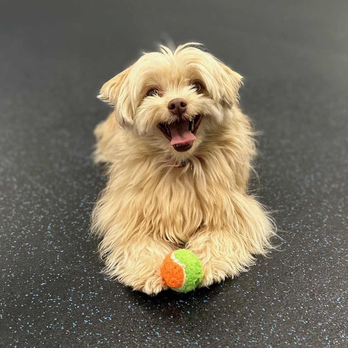 Buddy, an adopted Havanese in Watertown, WI image 2/6