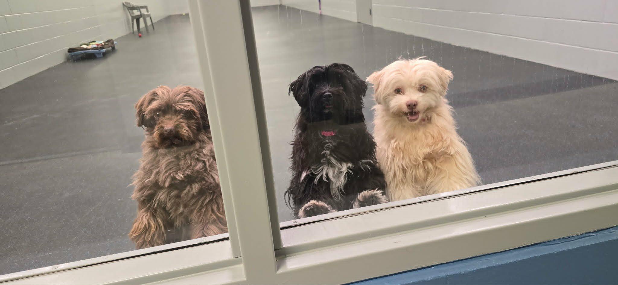 Buddy, an adopted Havanese in Watertown, WI image 6/6