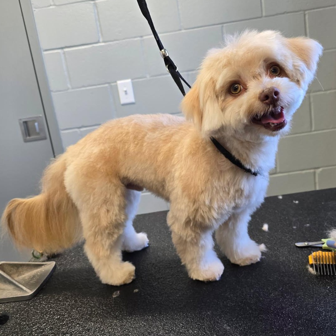 Buddy, adopted, Adult Male Havanese.