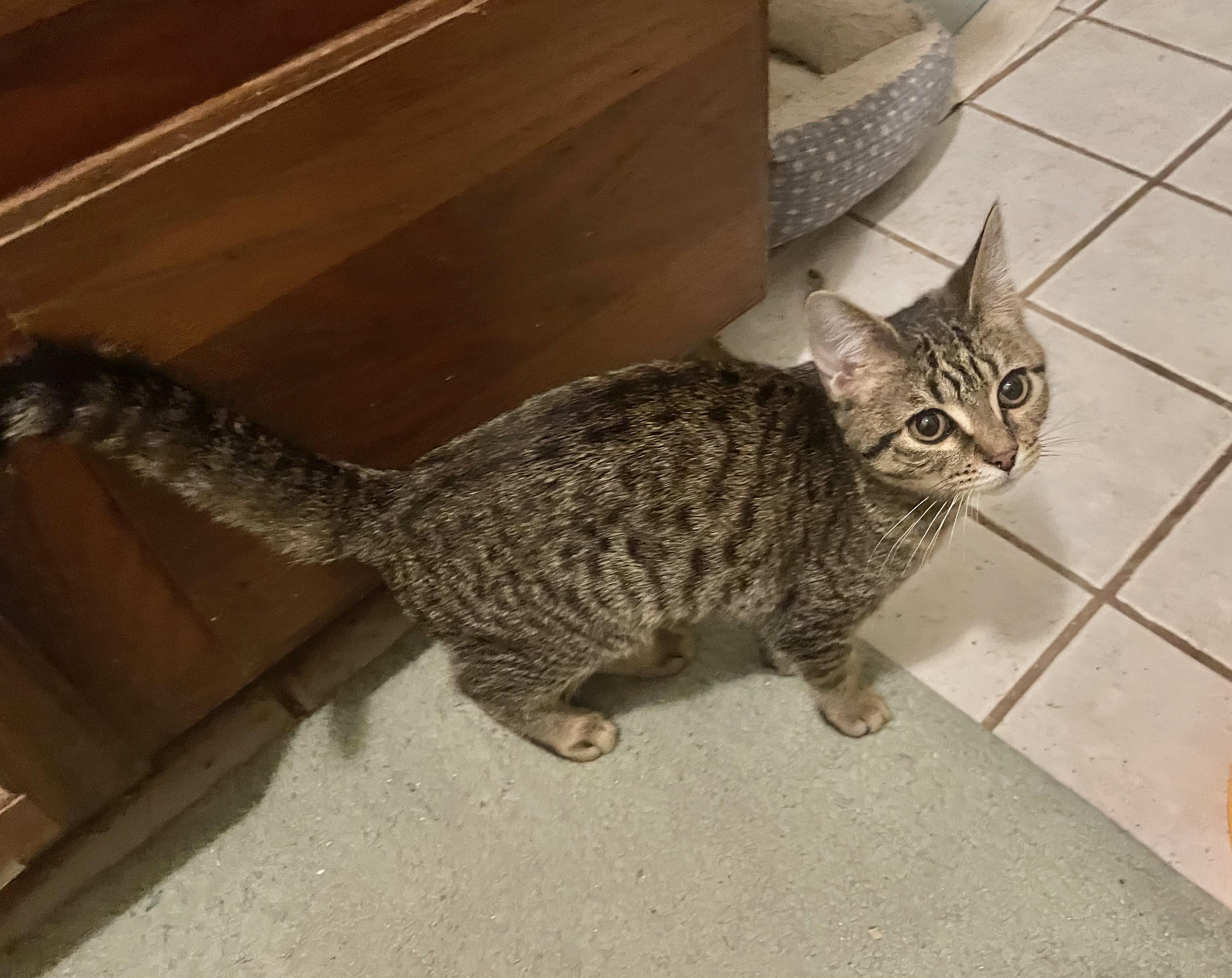 Tommy, ADOPTABLE, Kitten Male Domestic Short Hair.