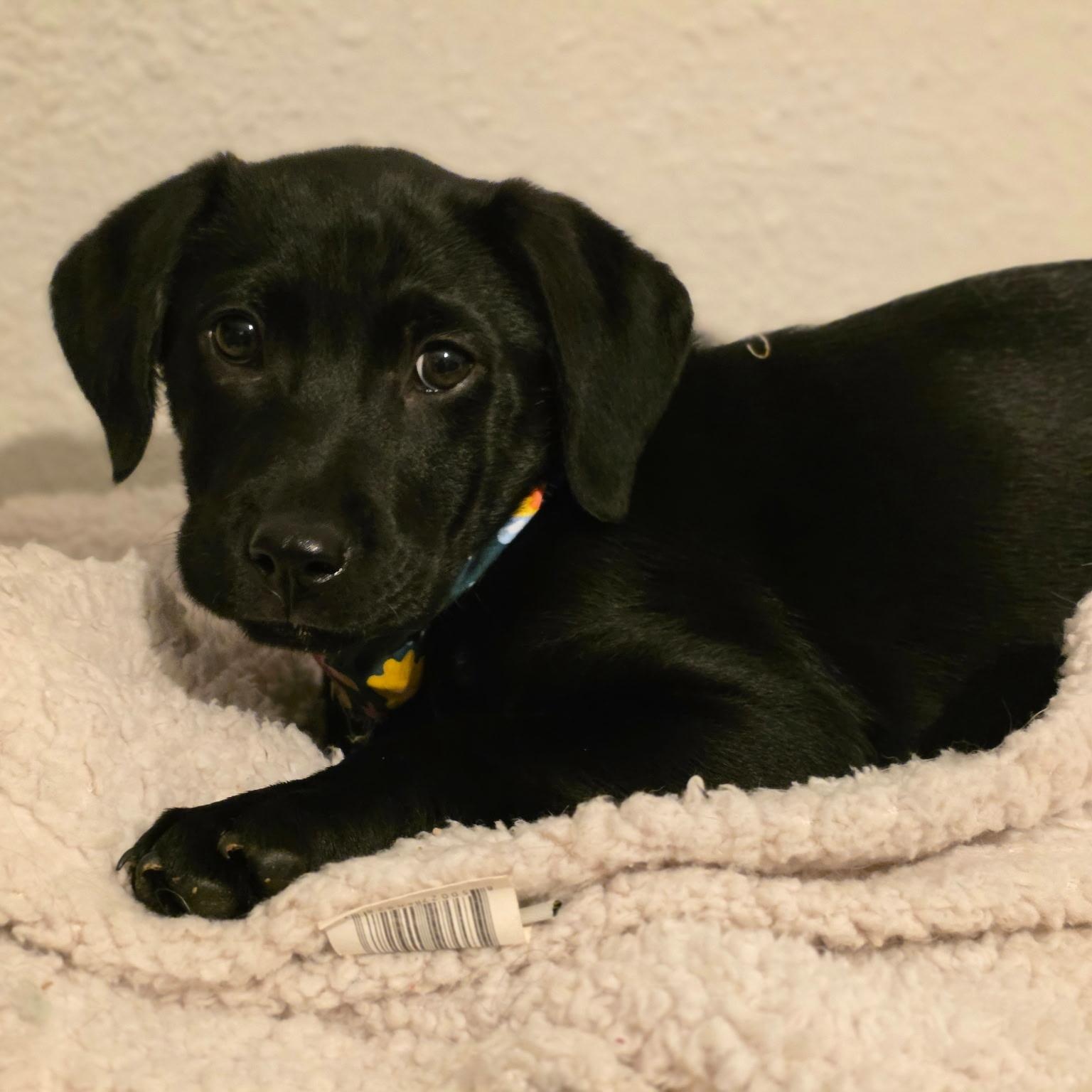 Enlarge RUBBLE - ARRIVES IN MAINE JANUARY 24TH, a ADOPTABLE mixed breed in Berwick, ME image 4/6