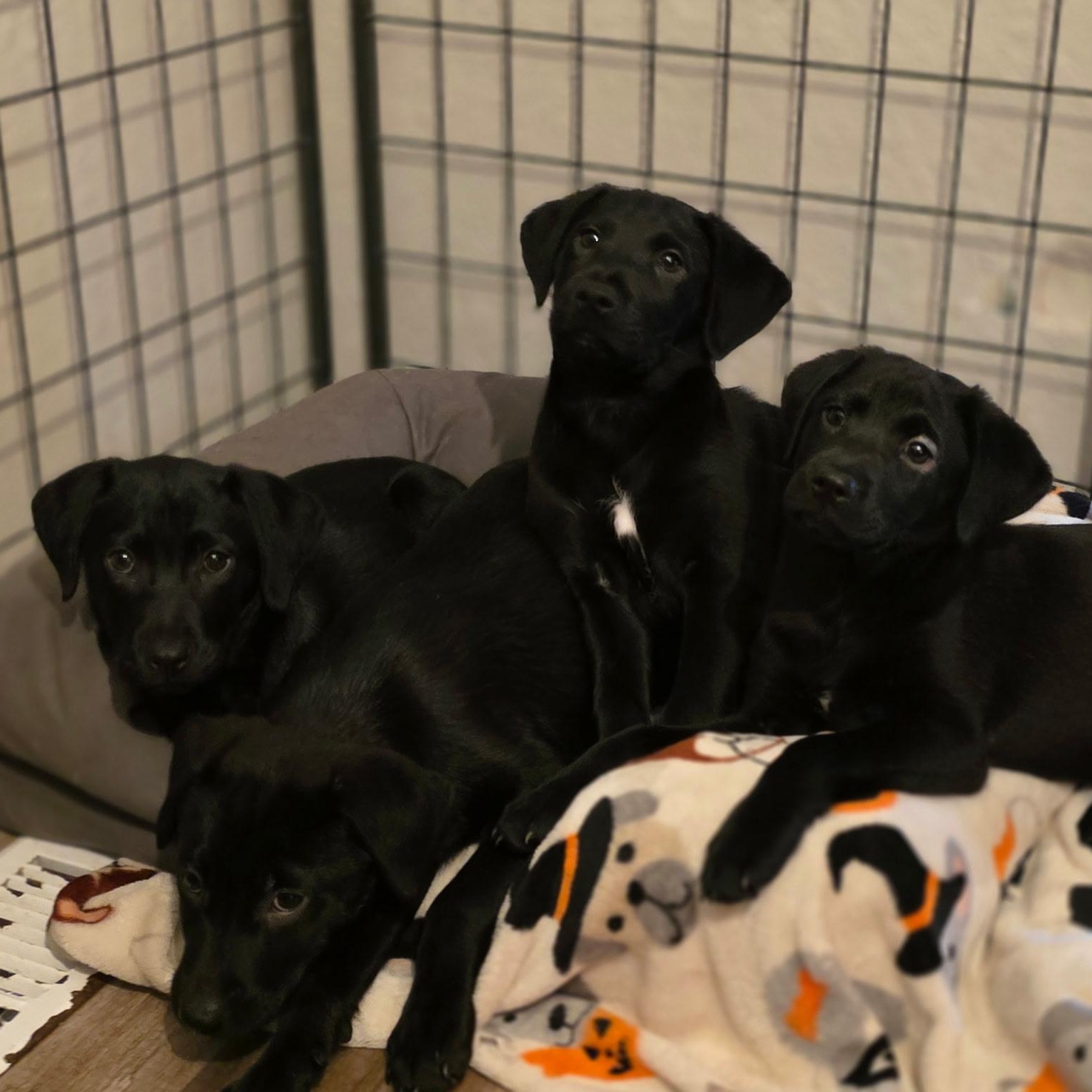 Enlarge RUBBLE - ARRIVES IN MAINE JANUARY 24TH, a ADOPTABLE mixed breed in Berwick, ME image 6/6