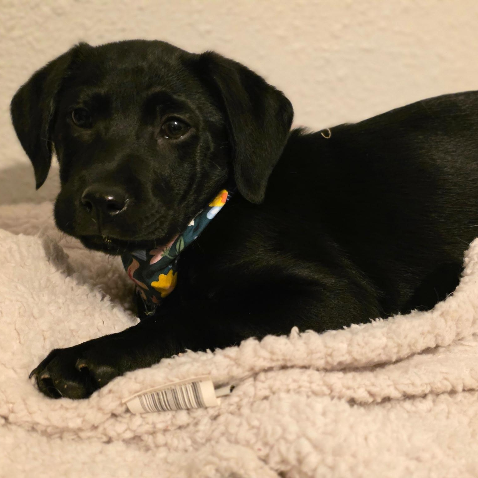 RUBBLE - ARRIVES IN MAINE JANUARY 24TH, ADOPTABLE, Puppy Female Black Labrador Retriever.