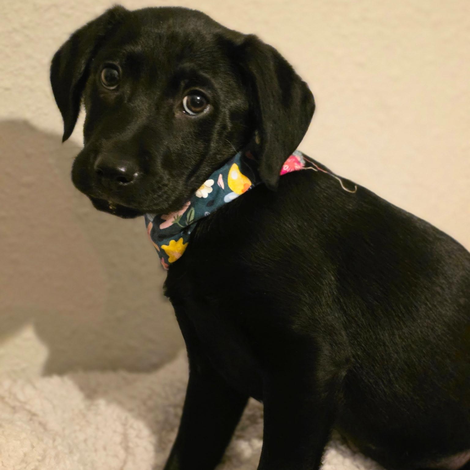 Enlarge RUBBLE - ARRIVES IN MAINE JANUARY 24TH, a ADOPTABLE mixed breed in Berwick, ME image 3/6