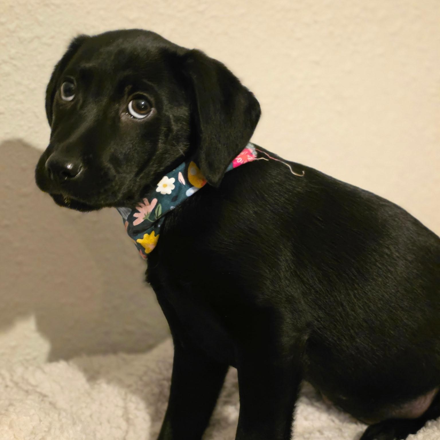 Enlarge RUBBLE - ARRIVES IN MAINE JANUARY 24TH, a ADOPTABLE mixed breed in Berwick, ME image 2/6