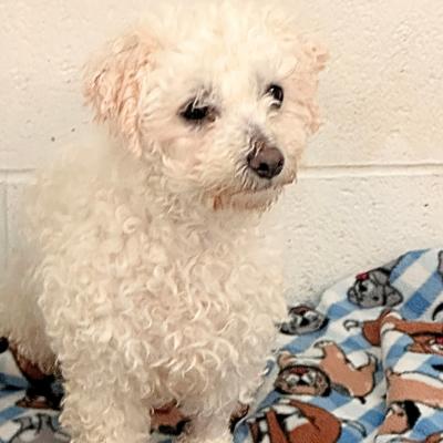 Enlarge Sadie, a ADOPTABLE Bichon Frise in Russellton, PA image 1/6