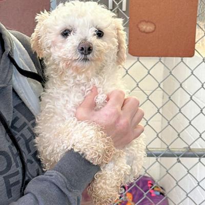 Enlarge Sadie, a ADOPTABLE Bichon Frise in Russellton, PA image 6/6