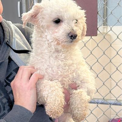 Enlarge Sadie, a ADOPTABLE Bichon Frise in Russellton, PA image 3/6