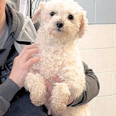 Enlarge Sadie, a ADOPTABLE Bichon Frise in Russellton, PA image 2/6