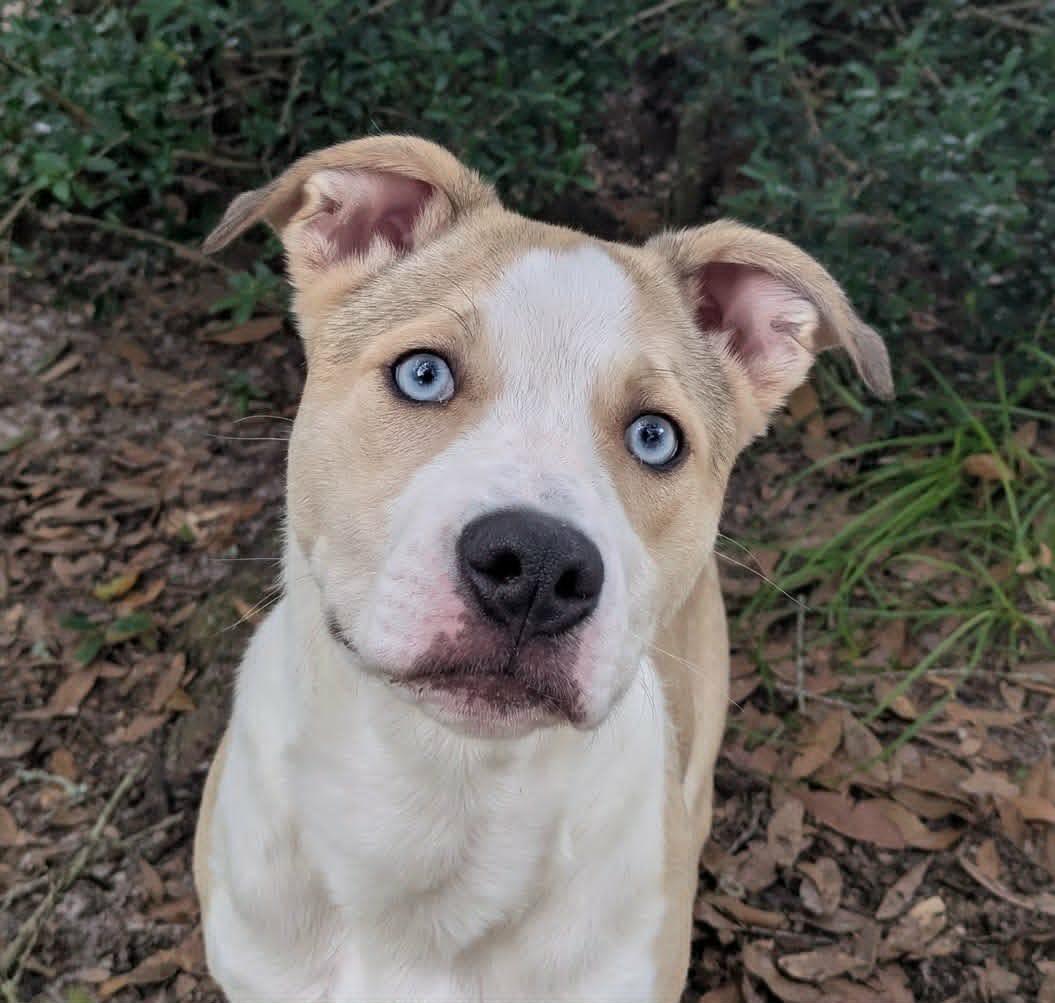Enlarge Jazzy, a ADOPTABLE mixed breed in Ozark, AL image 1/3