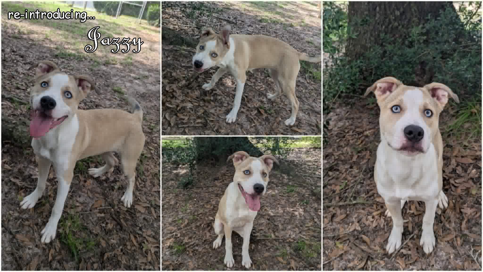 Enlarge Jazzy, a ADOPTABLE mixed breed in Ozark, AL image 2/3
