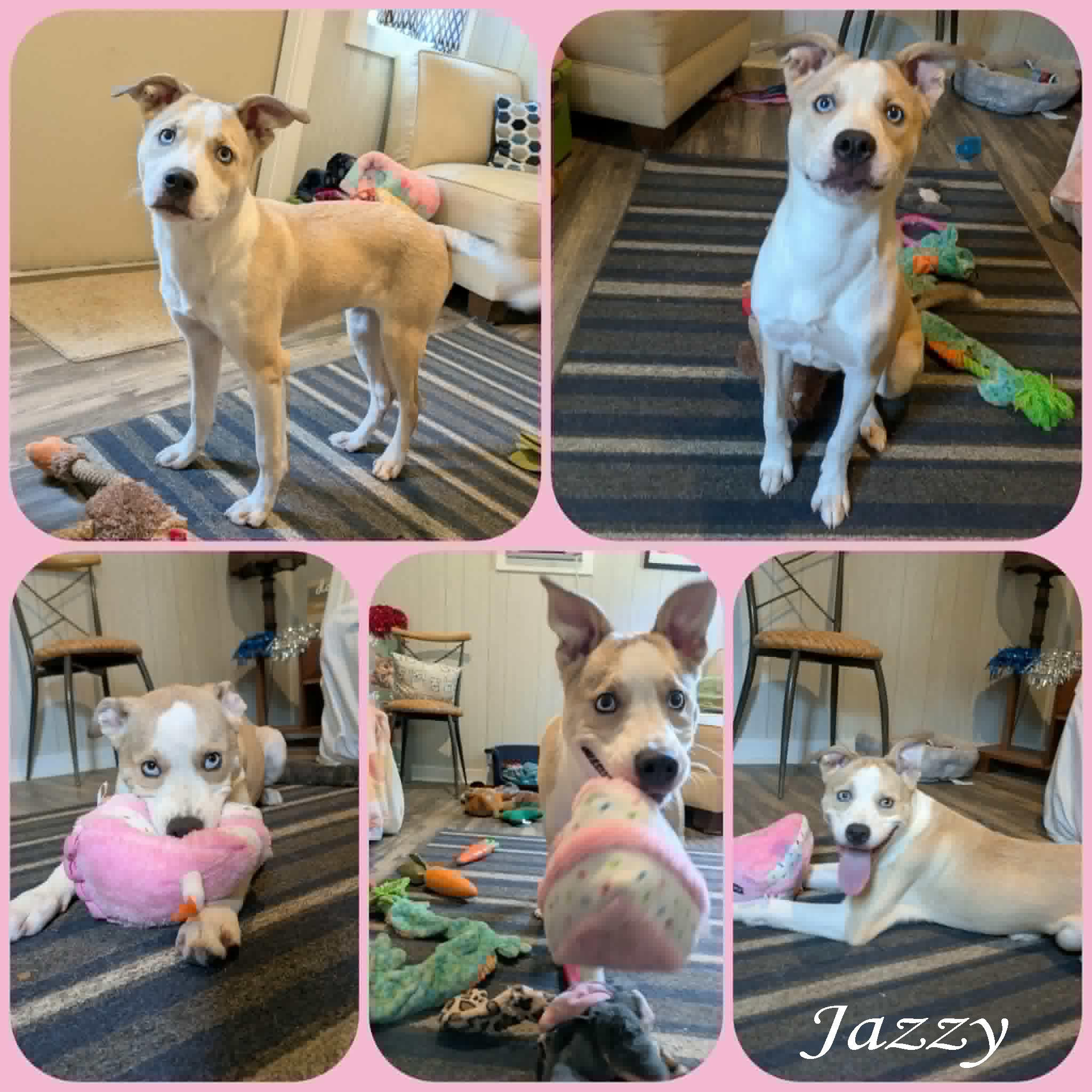 Enlarge Jazzy, a ADOPTABLE mixed breed in Ozark, AL image 3/3