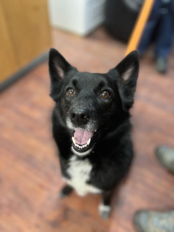 Enlarge Gemma, a Adoptable mixed breed in Salmon Arm, BC image 1/2