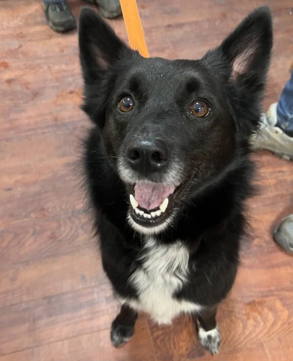 Enlarge Gemma, a Adoptable mixed breed in Salmon Arm, BC image 2/2