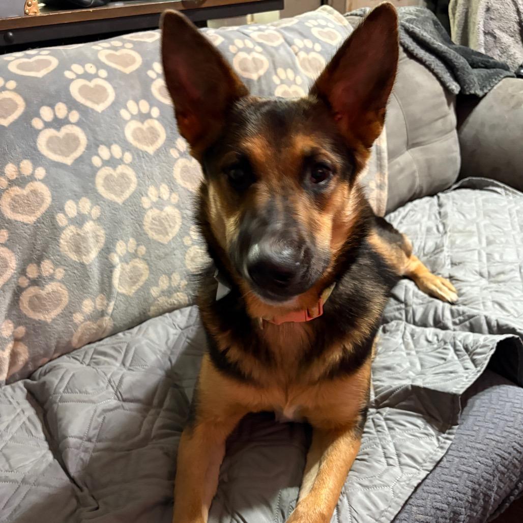 Reese, Adoptable, Young Female German Shepherd Dog & Australian Shepherd.