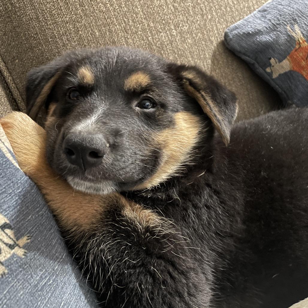 Enlarge Reese, a Adoptable mixed breed in Riverside, CA image 3/5