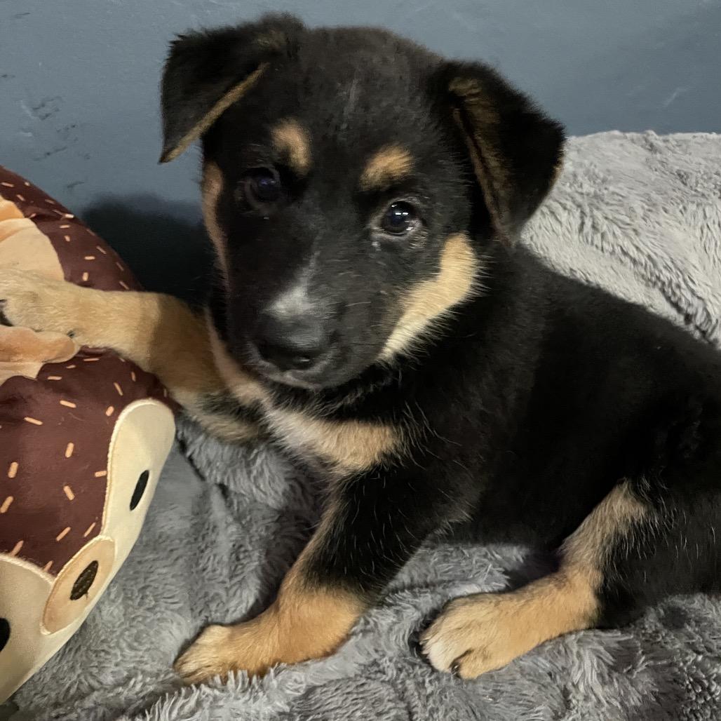 Enlarge Reese, a Adoptable mixed breed in Riverside, CA image 4/5