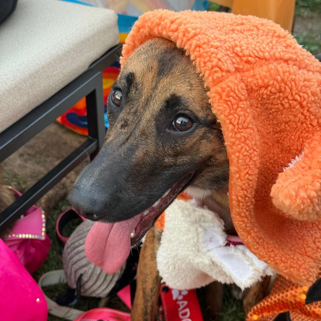 Sugar, Adoptable, Adult Female Mixed Breed.
