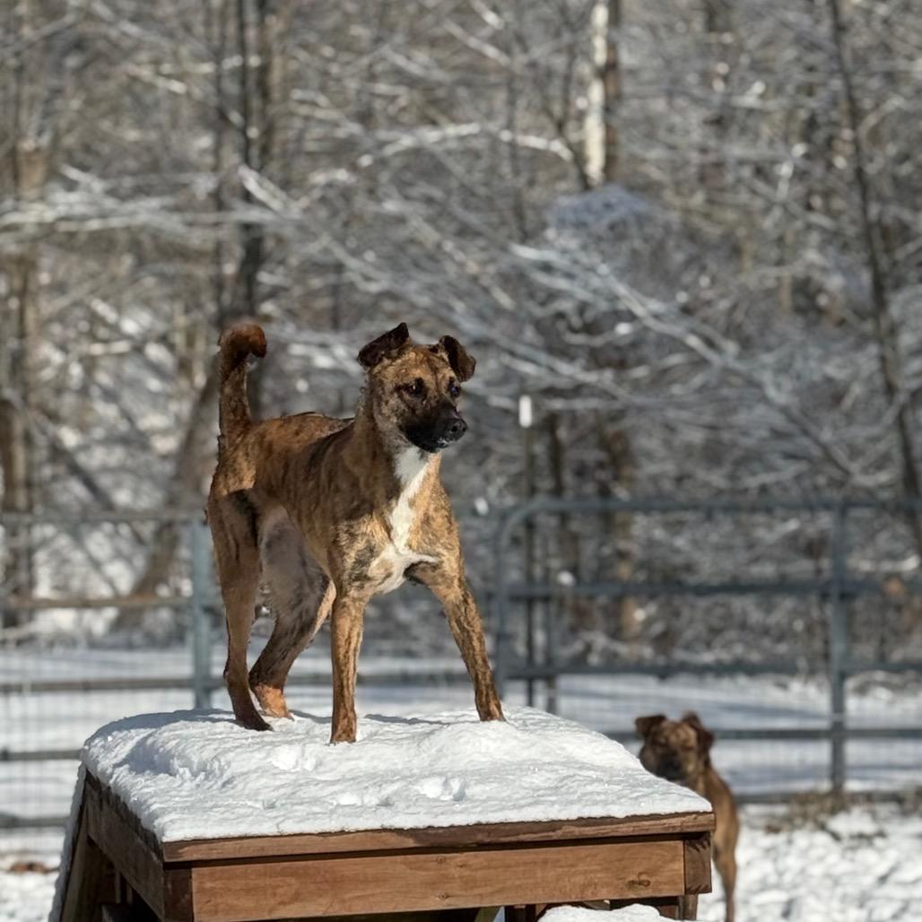 Enlarge Sugar, a Adoptable Mixed Breed in Red House, WV image 2/5