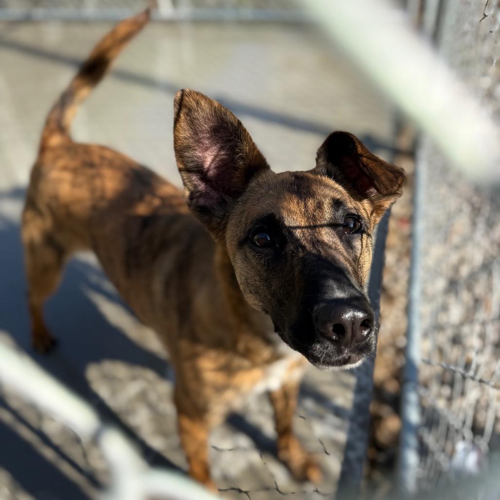 Enlarge Sugar, a Adoptable Mixed Breed in Red House, WV image 3/5