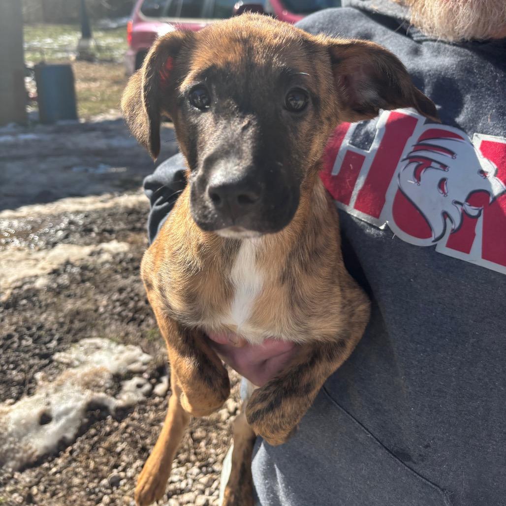 Enlarge Sugar, a Adoptable Mixed Breed in Red House, WV image 4/5