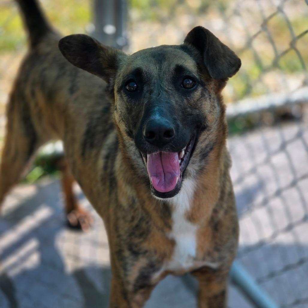 Enlarge Sugar, a Adoptable Mixed Breed in Red House, WV image 5/5