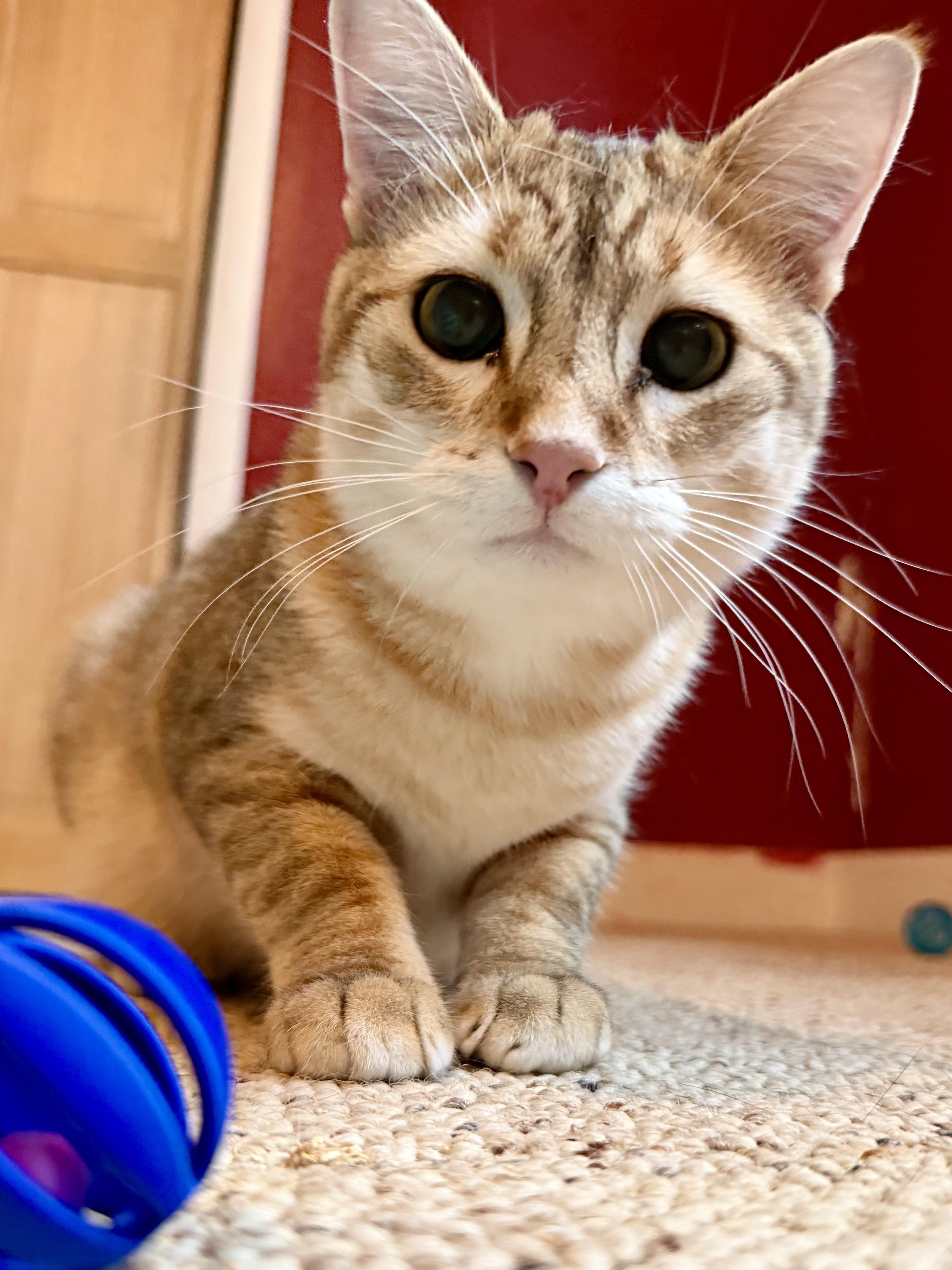 Enlarge Sammy, an adopted Domestic Short Hair in Sedalia, MO image 2/5