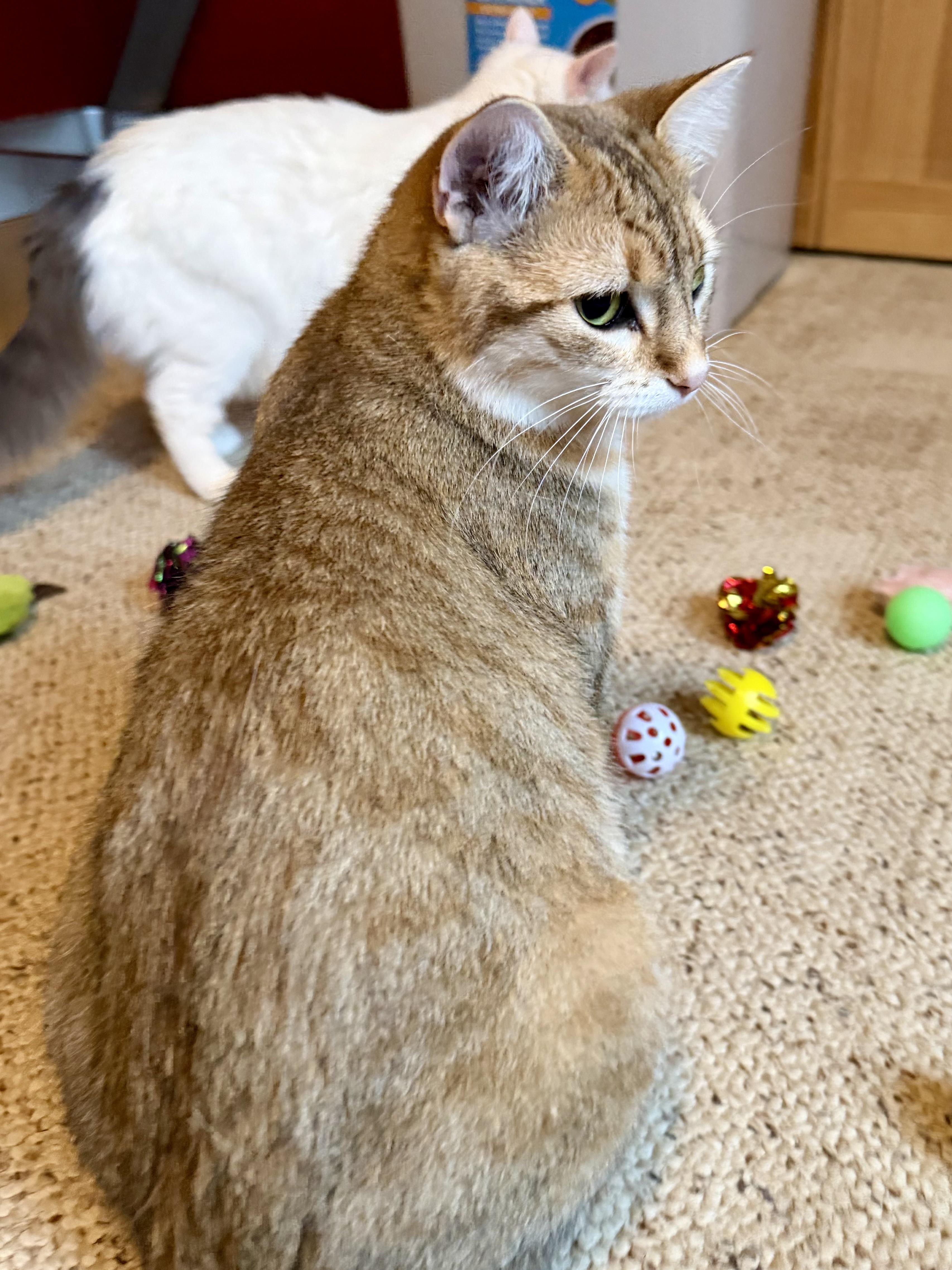 Enlarge Sammy, an adopted Domestic Short Hair in Sedalia, MO image 1/5