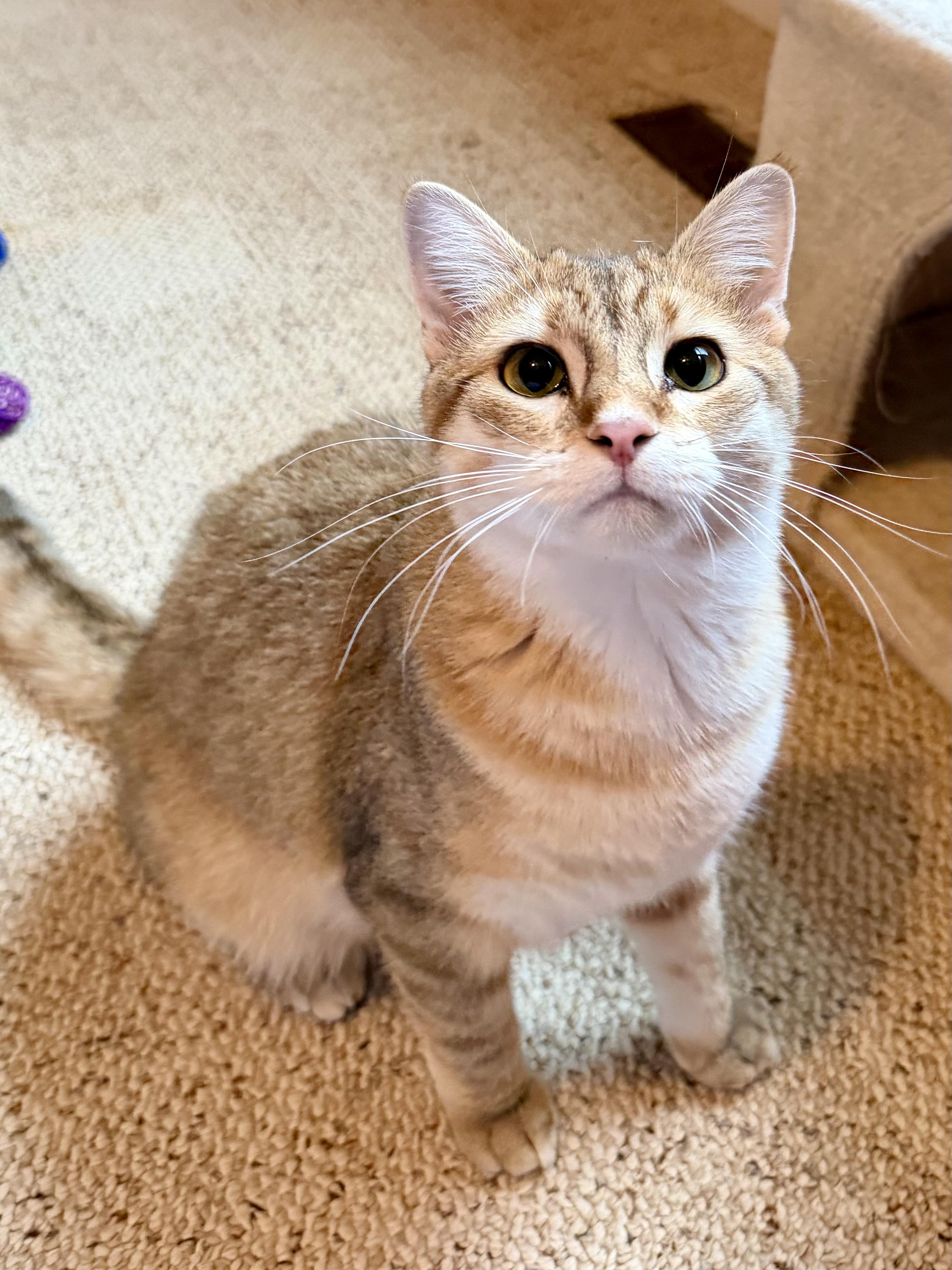 Enlarge Sammy, an adopted Domestic Short Hair in Sedalia, MO image 3/5