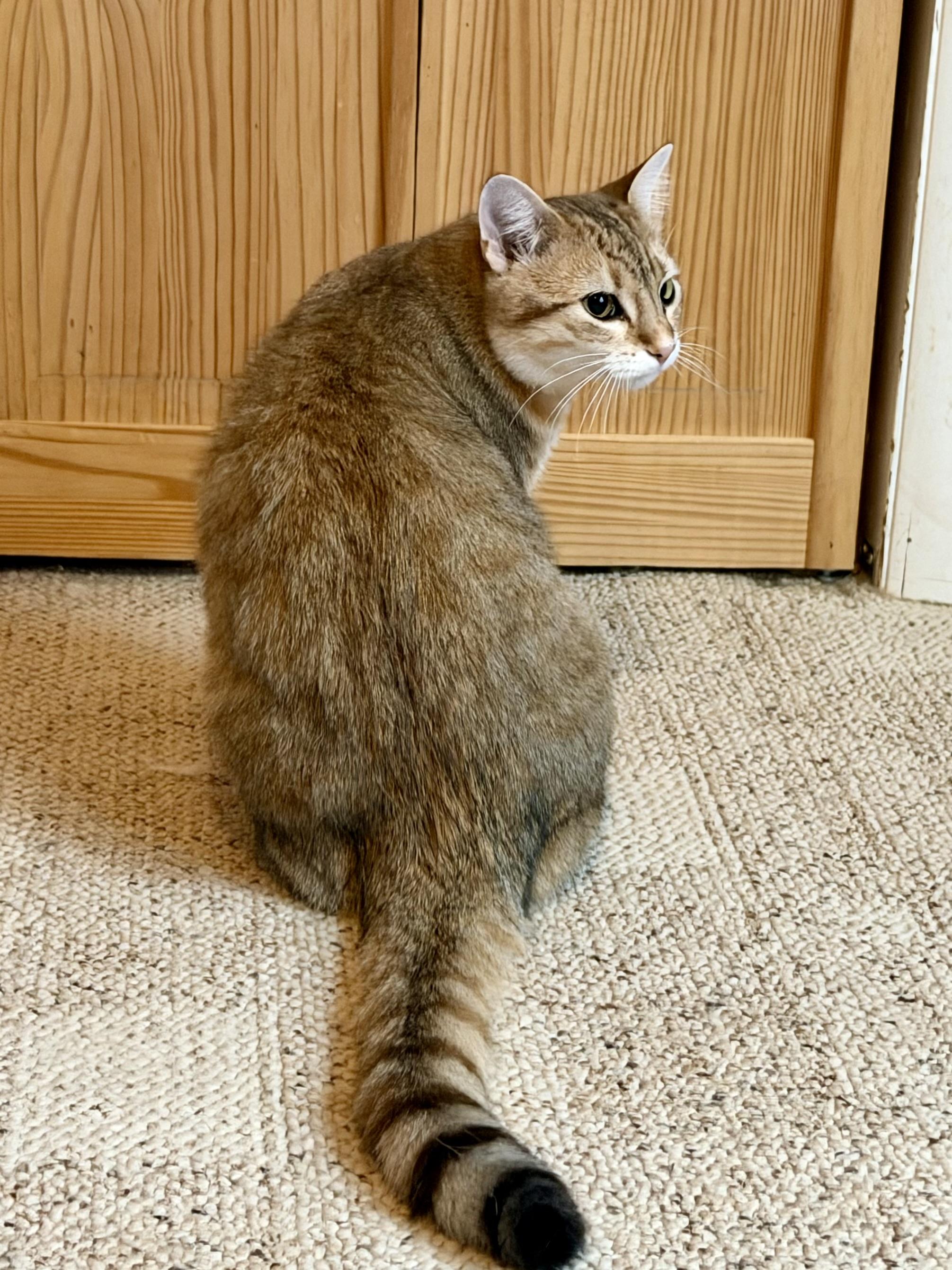 Enlarge Sammy, an adopted Domestic Short Hair in Sedalia, MO image 4/5