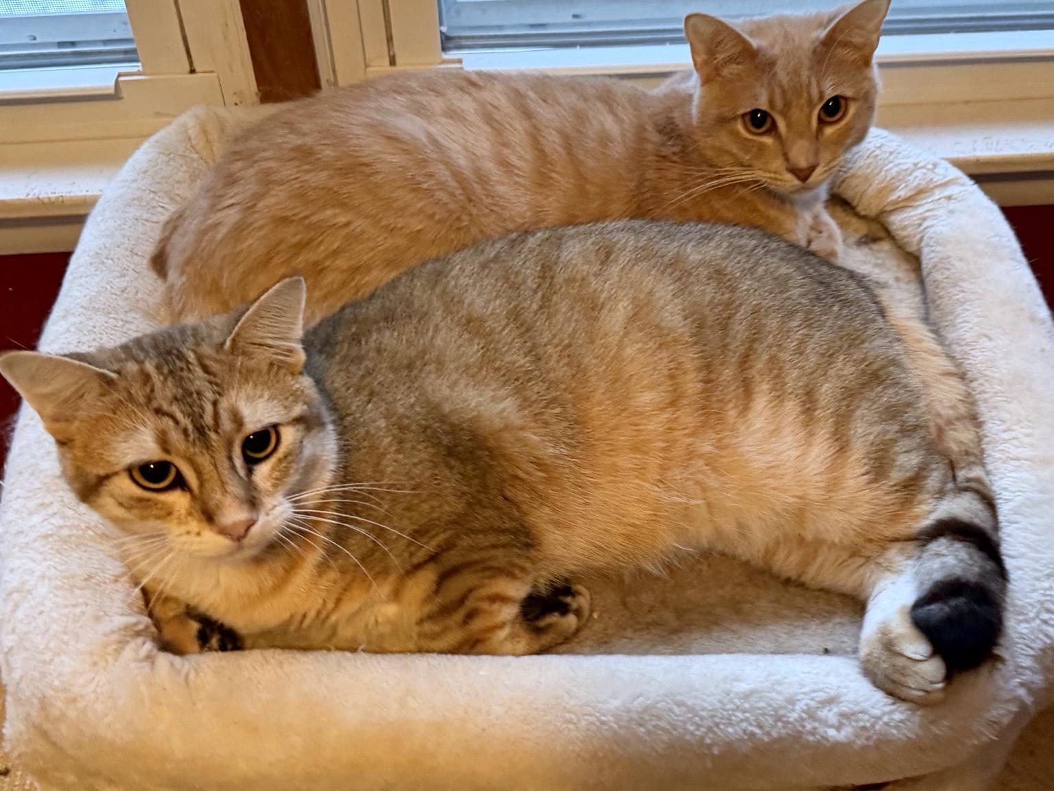 Enlarge Sammy, an adopted Domestic Short Hair in Sedalia, MO image 5/5