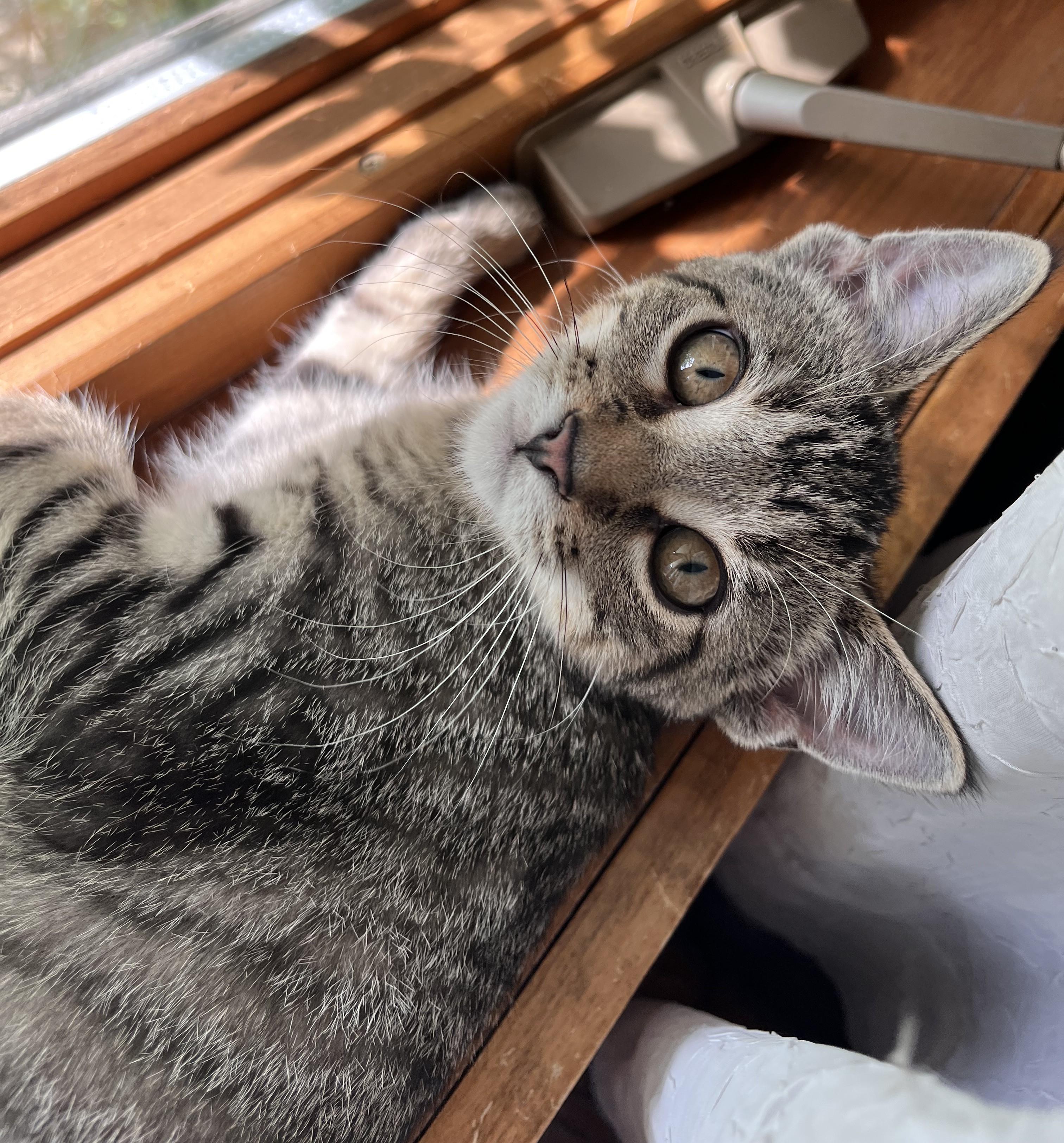 Enlarge Fairfax, a ADOPTABLE mixed breed in Lombard, IL image 2/5