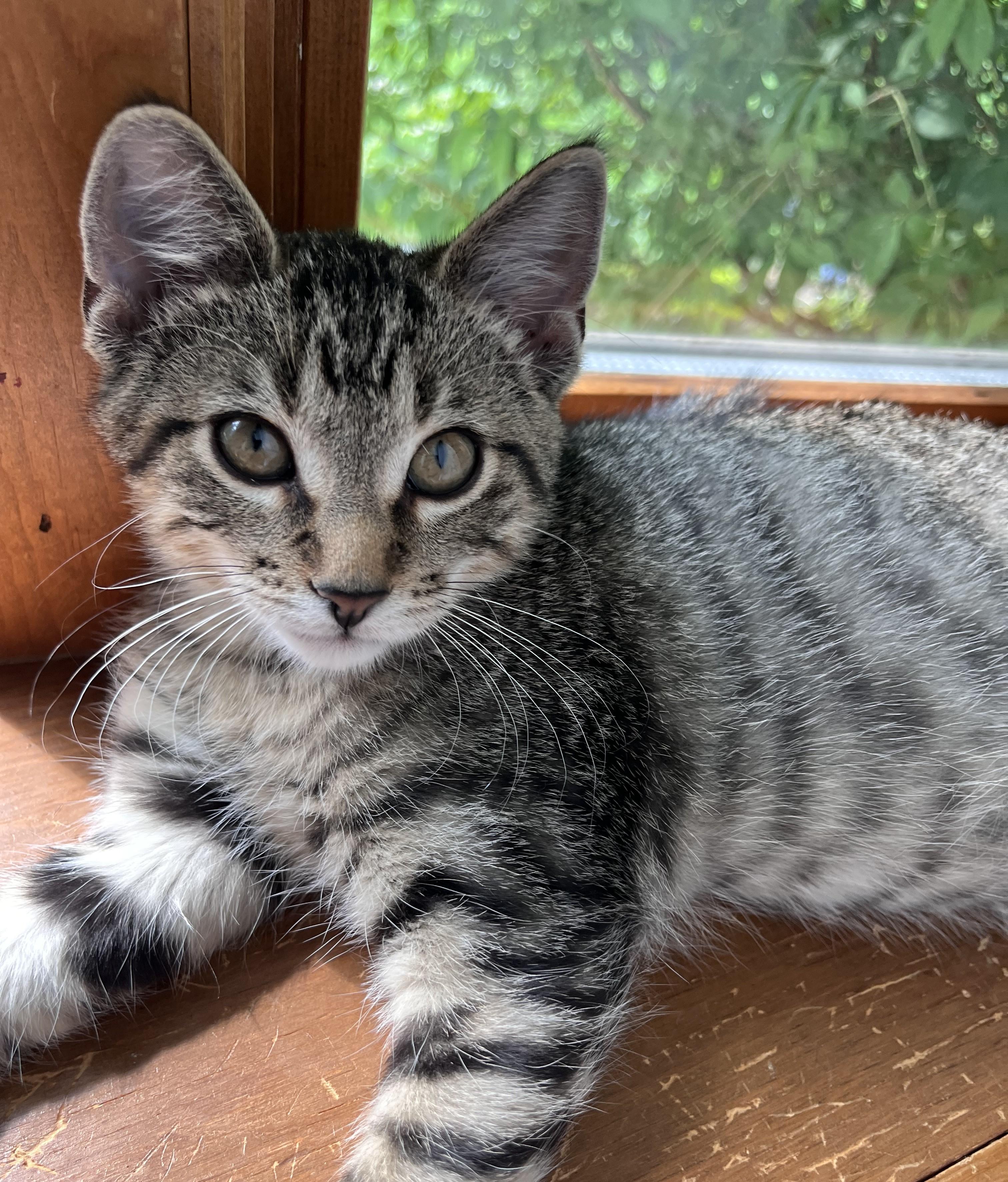 Fairfax, ADOPTABLE, Kitten Male Tabby & Domestic Short Hair.
