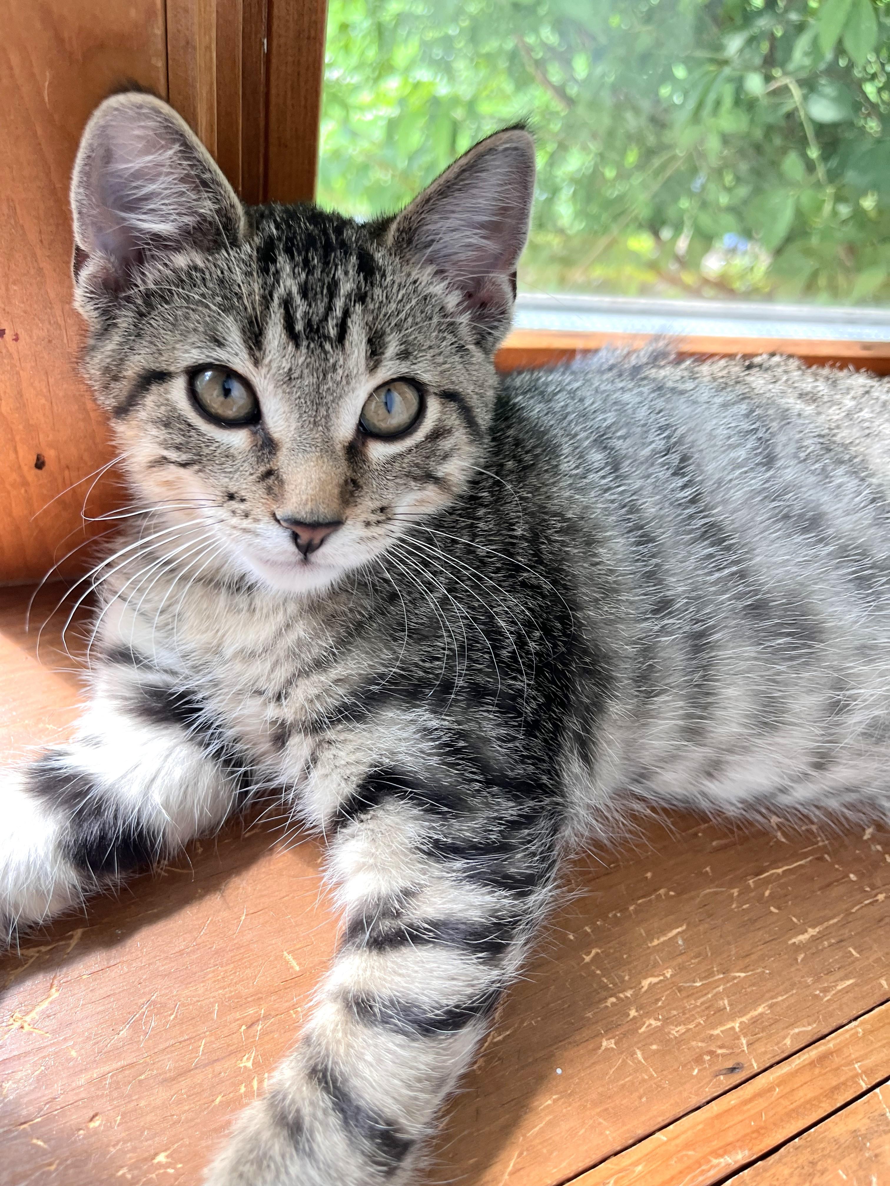 Enlarge Fairfax, a ADOPTABLE mixed breed in Lombard, IL image 4/5