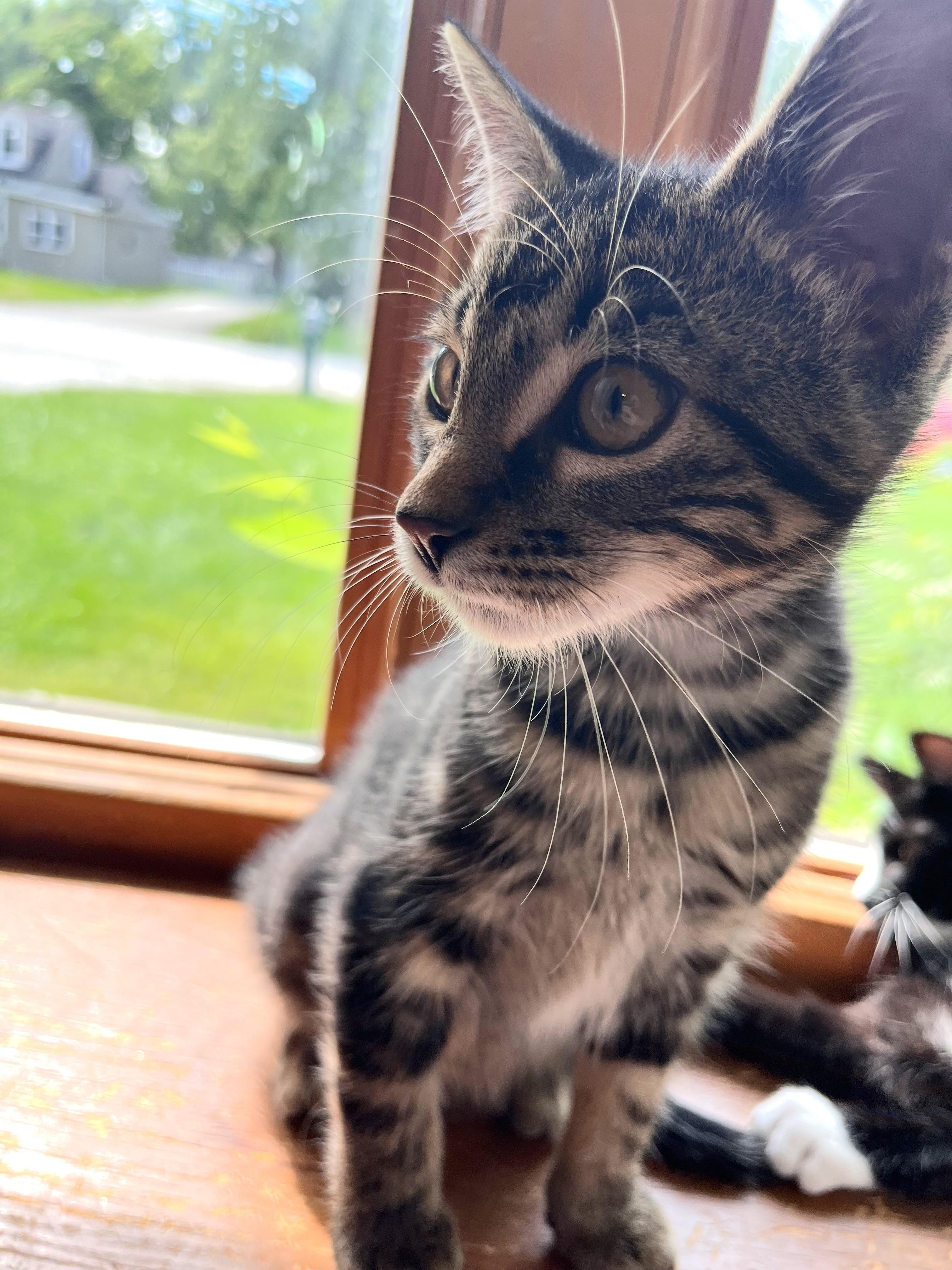 Enlarge Fairfax, a ADOPTABLE mixed breed in Lombard, IL image 5/5