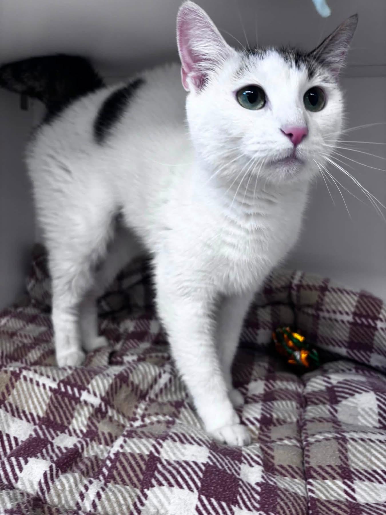 Zazie (ID 51827), a ADOPTABLE Domestic Short Hair in Manassas, VA image 1/2