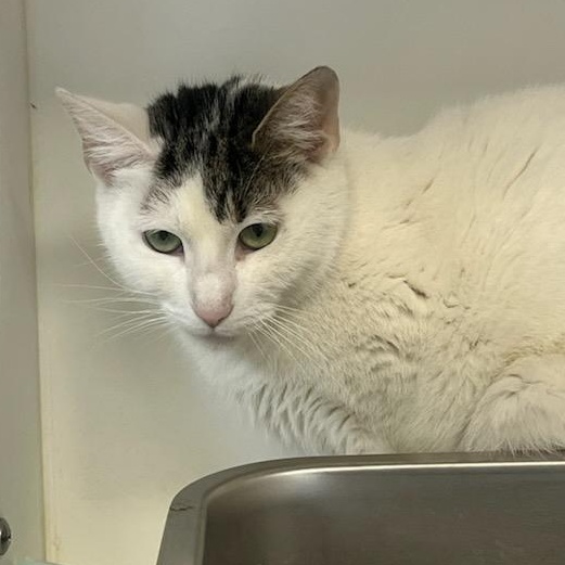 Zazie (ID 51827), a ADOPTABLE Domestic Short Hair in Manassas, VA image 2/2