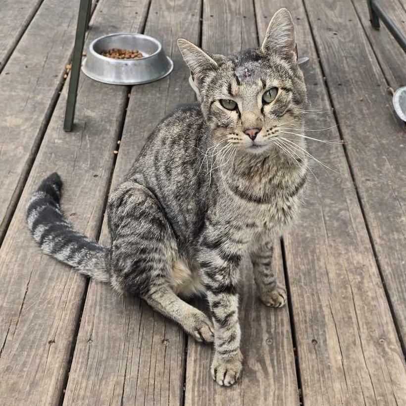 Enlarge Cisco, a Adoptable Domestic Short Hair in Wichita, KS image 1/2