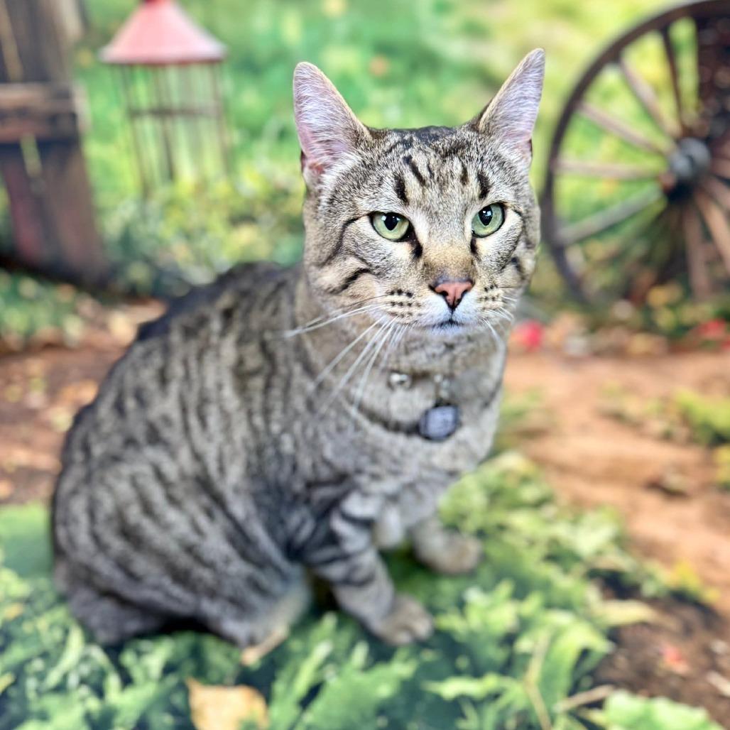 Enlarge Cisco, a Adoptable Domestic Short Hair in Wichita, KS image 2/2