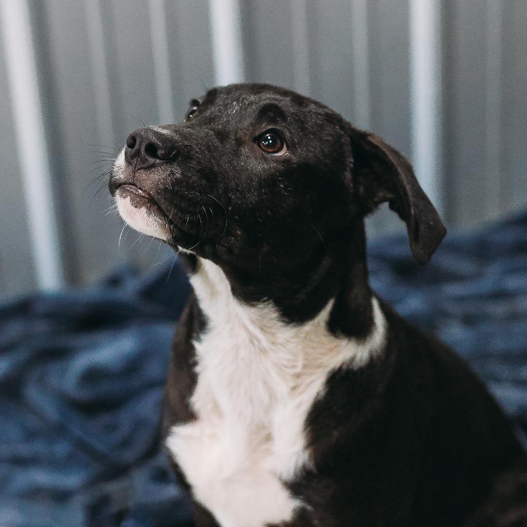 Enlarge Eddy, a Adoptable mixed breed in Parrish, AL image 1/6