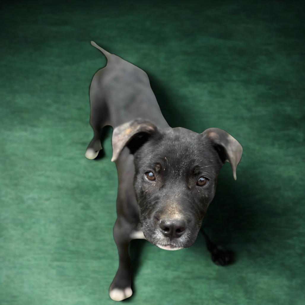 Enlarge Eddy, a Adoptable mixed breed in Parrish, AL image 2/6