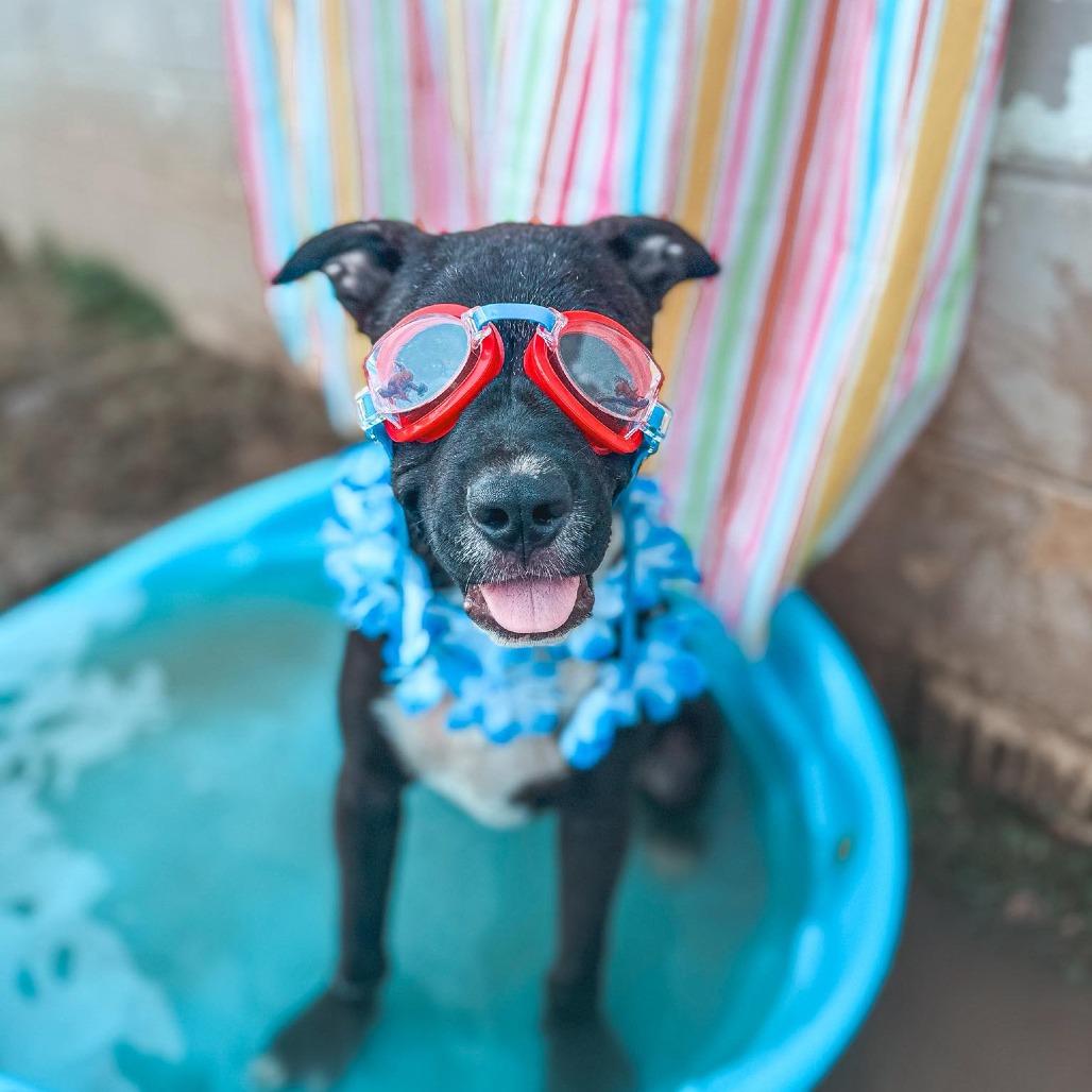 Enlarge Eddy, a Adoptable mixed breed in Parrish, AL image 3/6