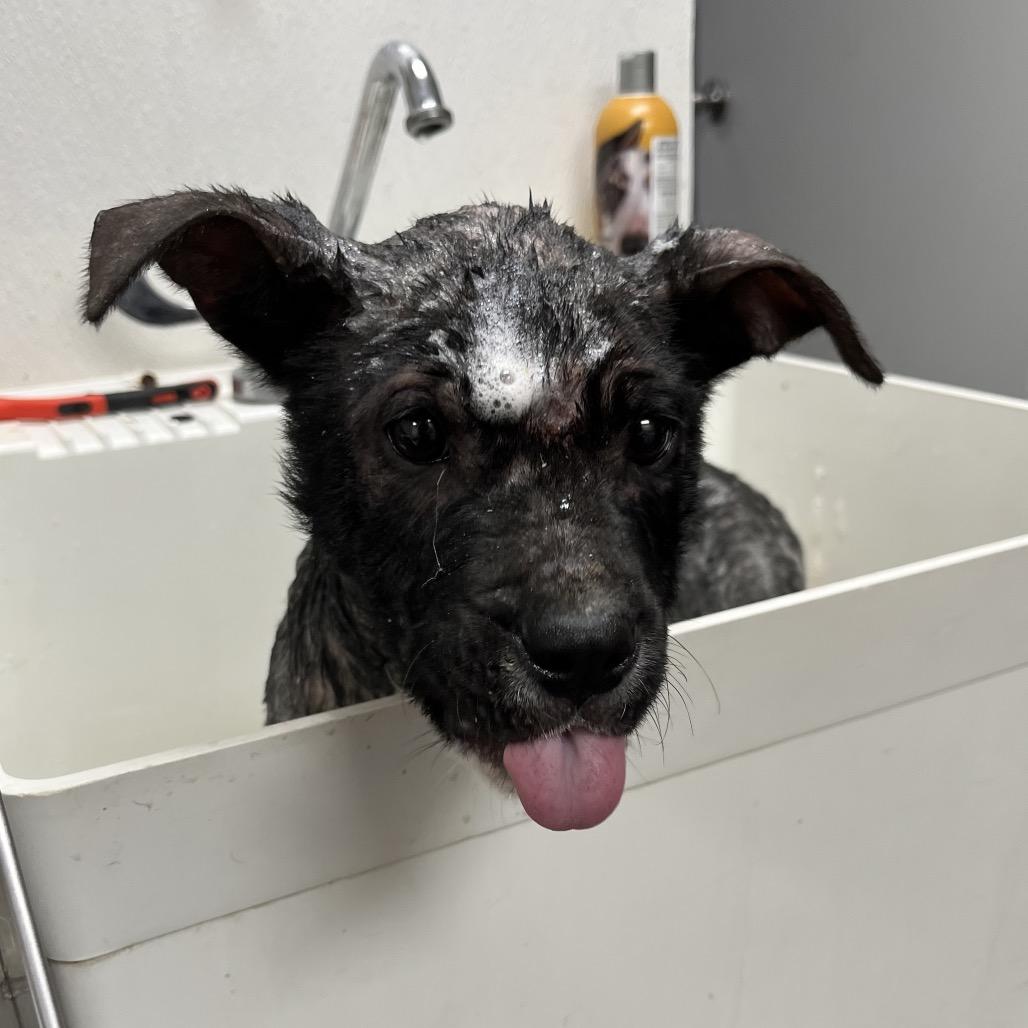 Enlarge Eddy, a Adoptable mixed breed in Parrish, AL image 4/6