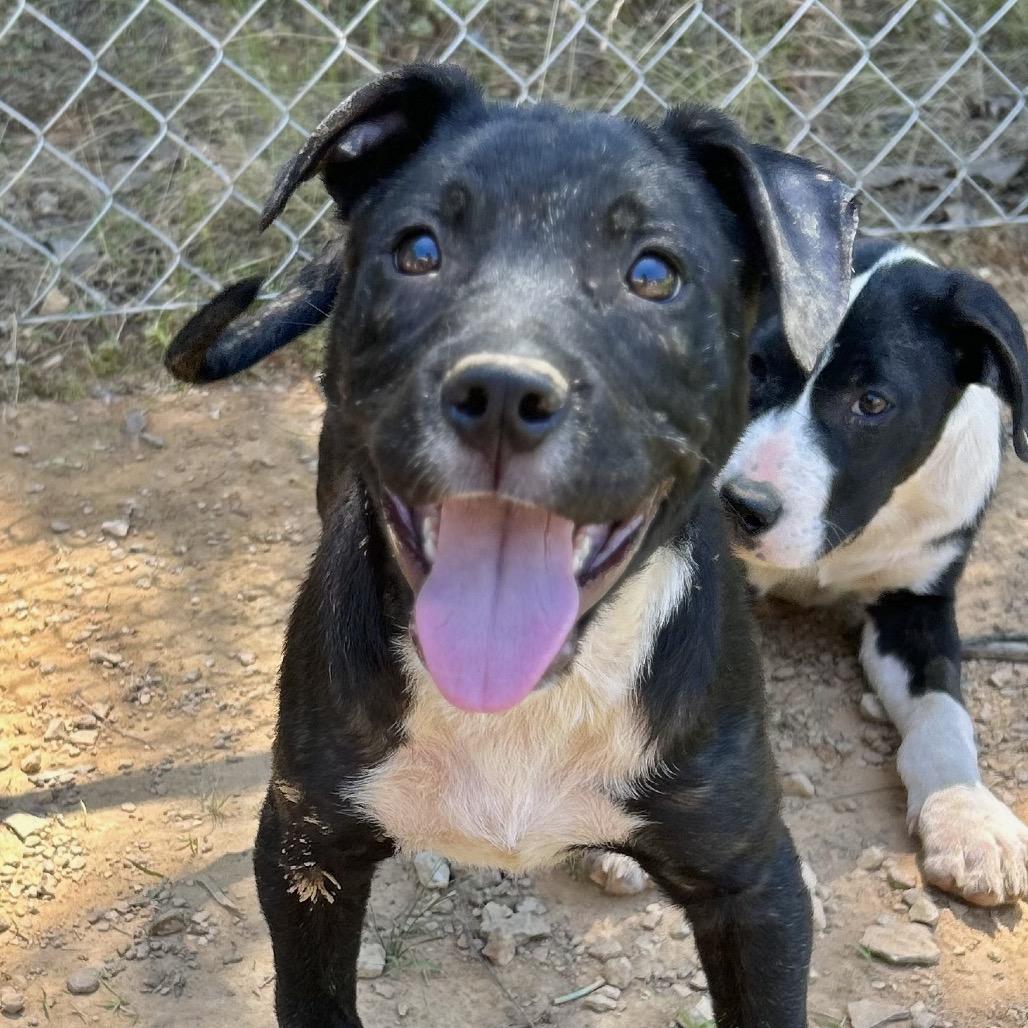 Enlarge Eddy, a Adoptable mixed breed in Parrish, AL image 5/6