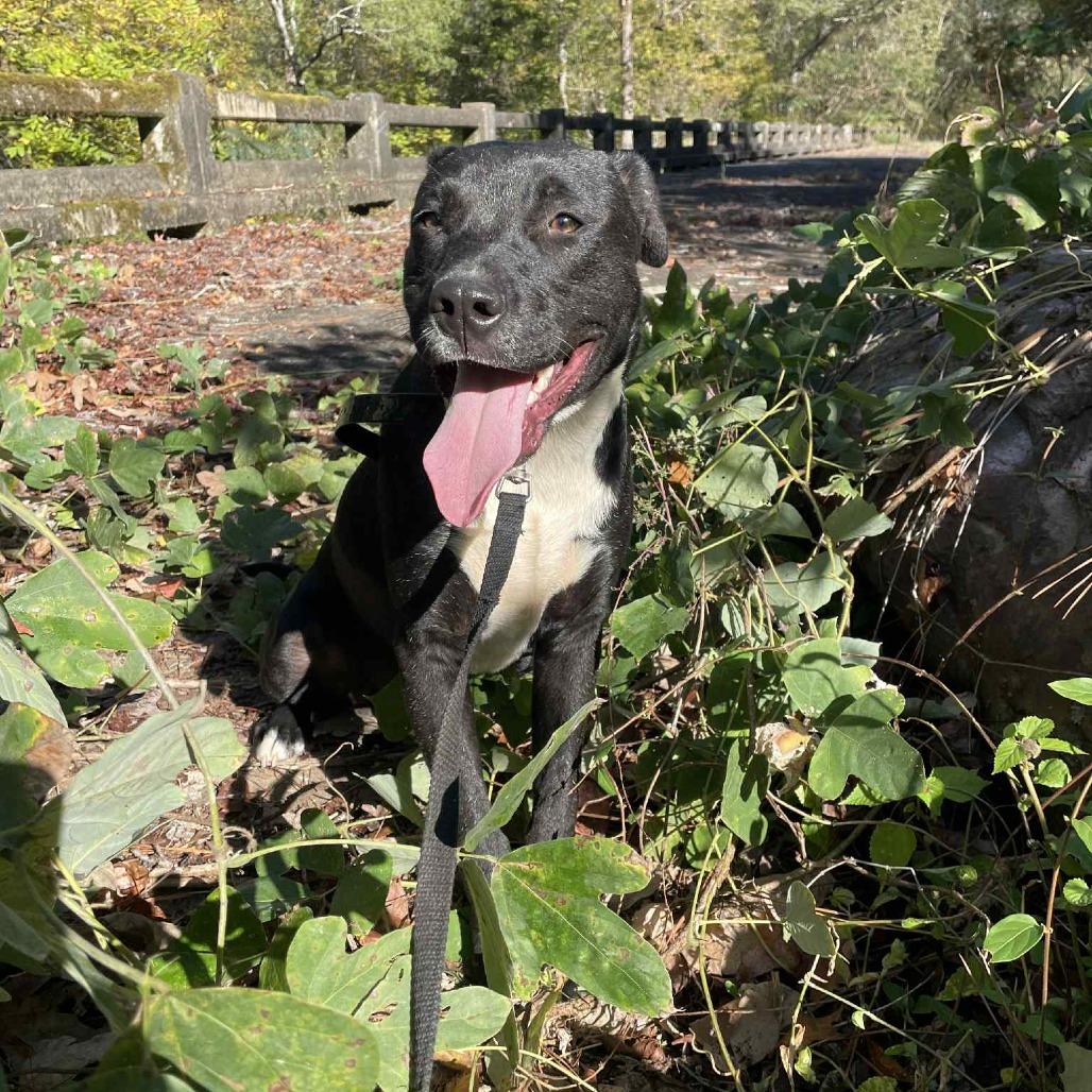 Enlarge Eddy, a Adoptable mixed breed in Parrish, AL image 6/6