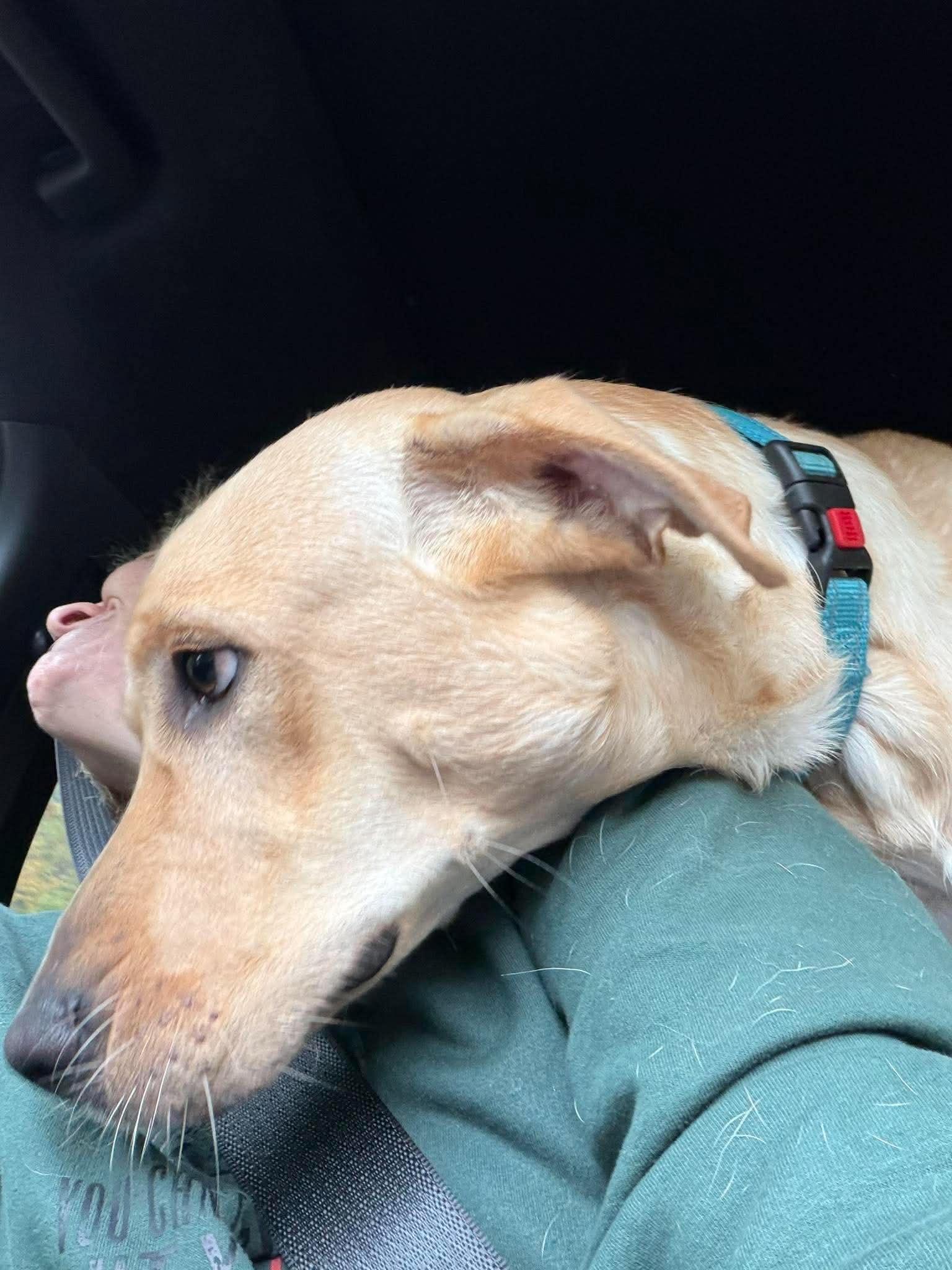 Enlarge Eli, a Adopted mixed breed in Brunswick, ME image 4/5