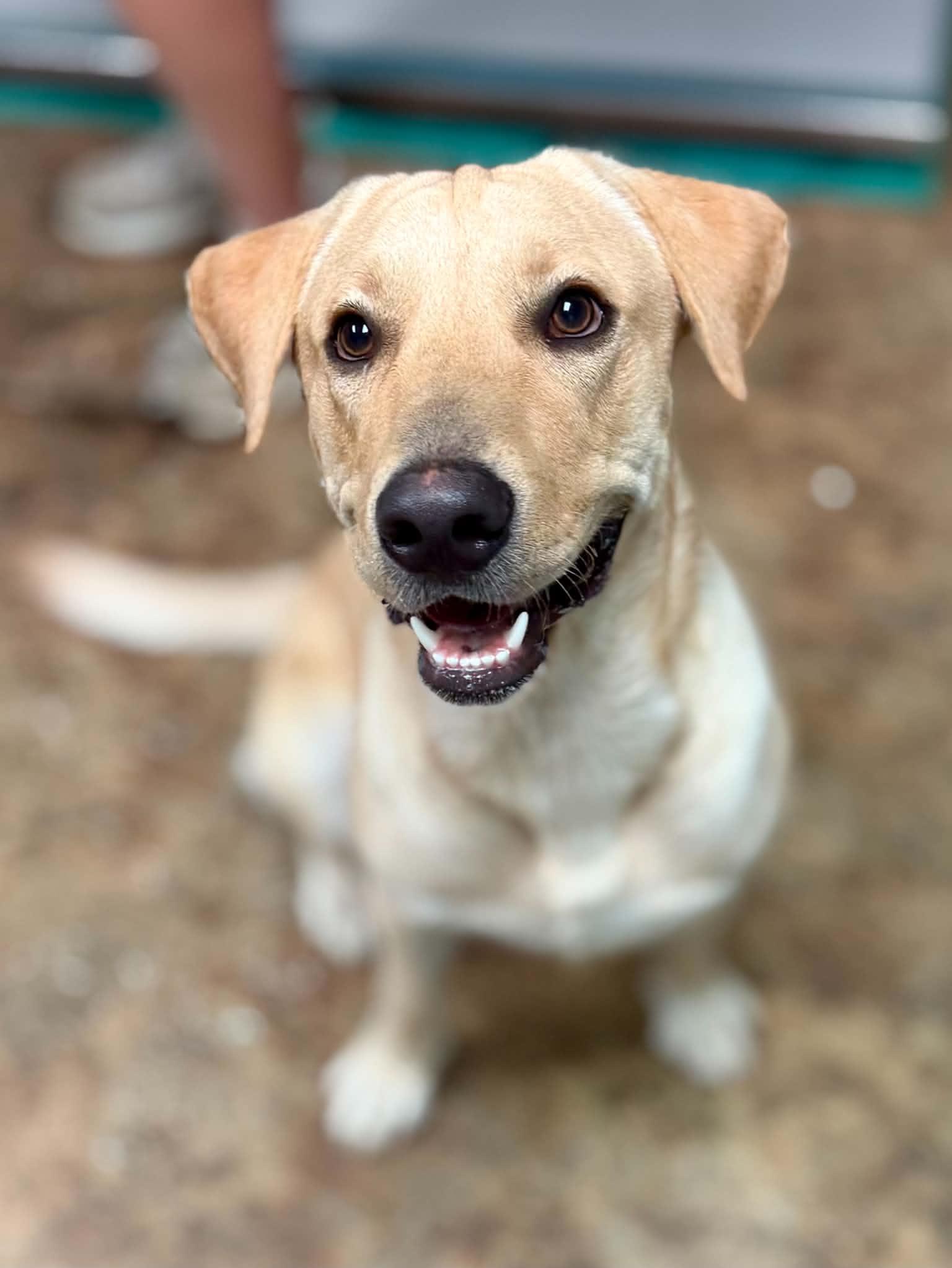 Enlarge Eli, a Adopted mixed breed in Brunswick, ME image 5/5